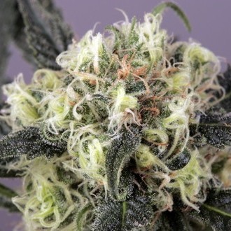 Snow Bud (Dutch Passion) feminizovaná