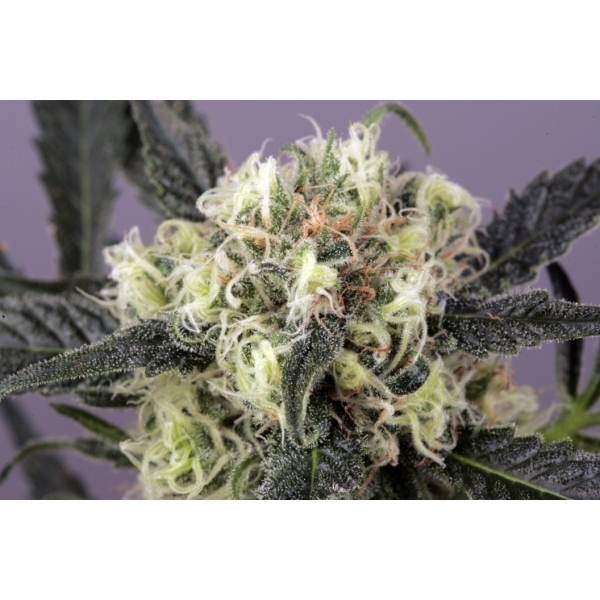 Snow Bud (Dutch Passion) feminizovaná