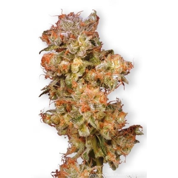 Snow Bud (Dutch Passion) feminizovaná