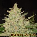 Blueberry Ghost OG (Original Sensible) feminizovaná