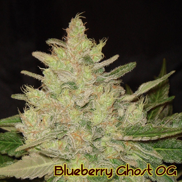 Blueberry Ghost OG (Original Sensible) feminizovaná