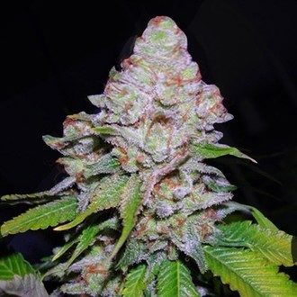 White Berry (VIP Seeds) feminizovan&aacute;