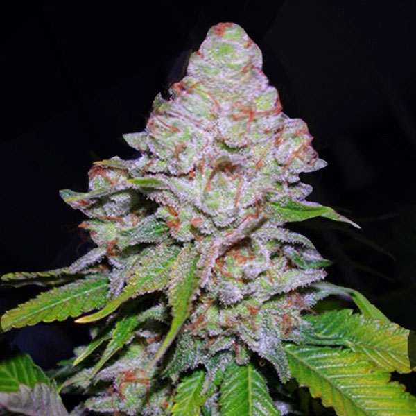 White Berry (VIP Seeds) feminizovaná