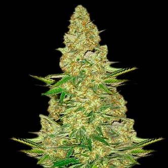 Power VIP (VIP Seeds) feminizovan&aacute;