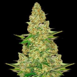 Power VIP (VIP Seeds) feminizovan&aacute;