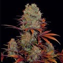 Landysh (VIP Seeds) feminizovaná