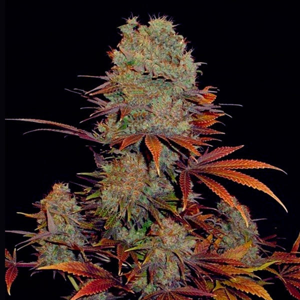 Landysh (VIP Seeds) feminizovaná