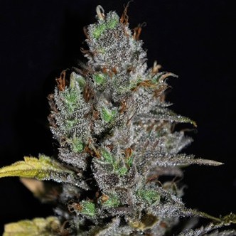 Viagrra (VIP Seeds) feminizovan&aacute;