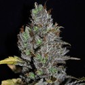 Viagrra (VIP Seeds) feminizovaná