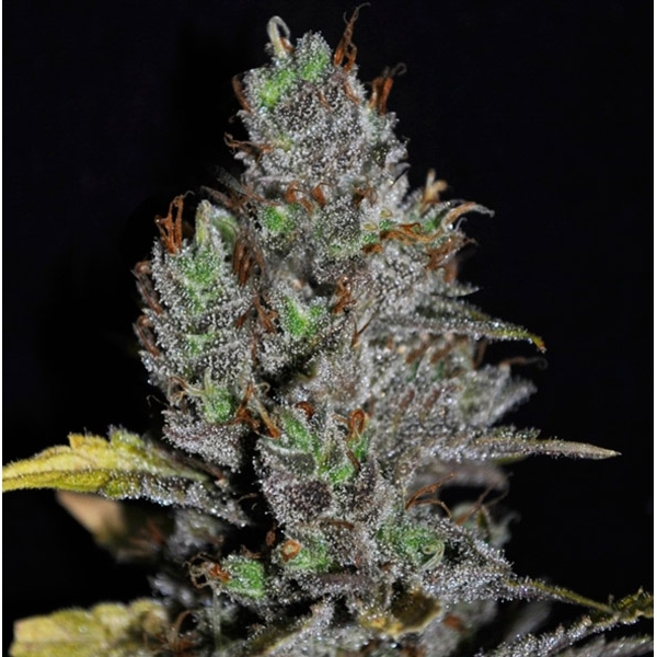 Viagrra (VIP Seeds) feminizovaná
