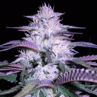 Currant Kush (VIP Seeds) feminizovan&aacute;