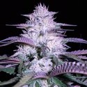 Currant Kush (VIP Seeds) feminizovaná