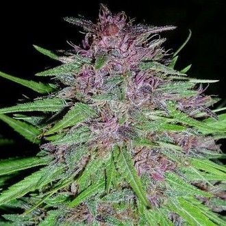 Erdpurt (ACE Seeds) feminizovaná