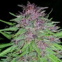 Erdpurt (ACE Seeds) feminizovaná