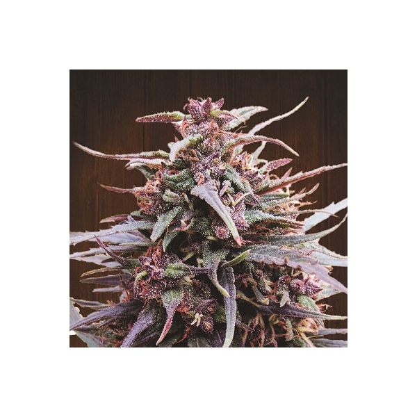 Purple Haze x Malawi (ACE Seeds) feminizovaná