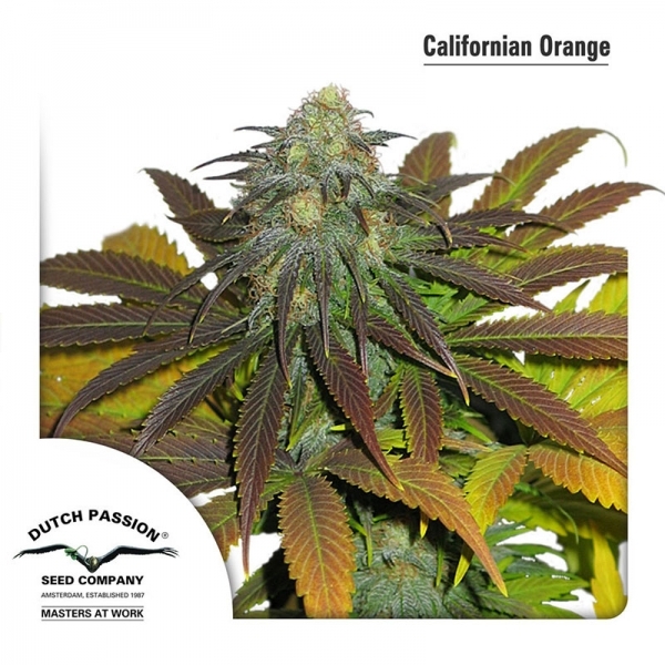 Californian Orange (Dutch Passion) feminizovaná