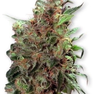 Californian Orange (Dutch Passion) feminizovaná