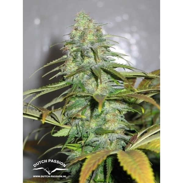 Californian Orange (Dutch Passion) feminizovaná