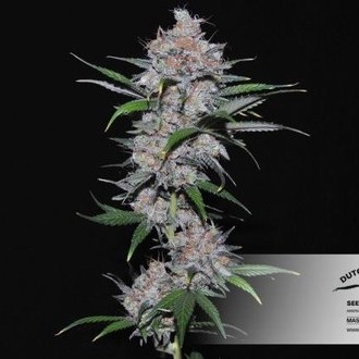 Californian Orange (Dutch Passion) feminizovaná