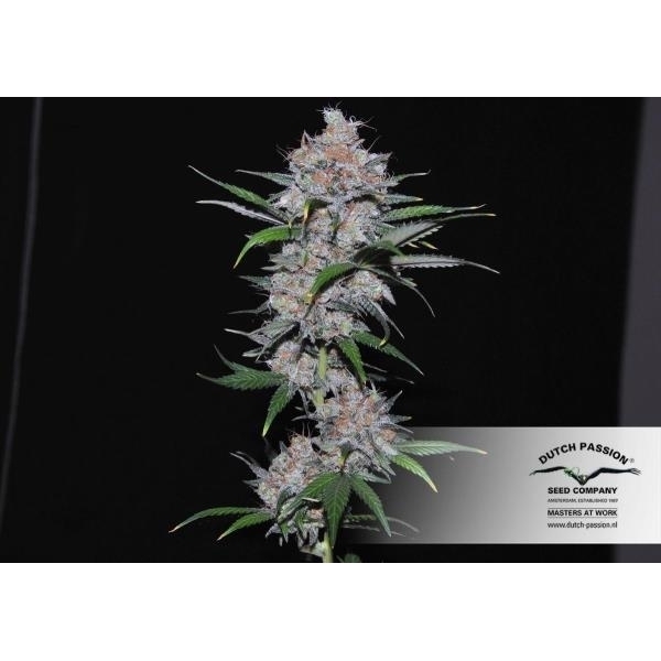 Californian Orange (Dutch Passion) feminizovaná