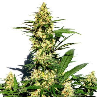 Amnesi-K Lemon (Kannabia) feminizovan&aacute;