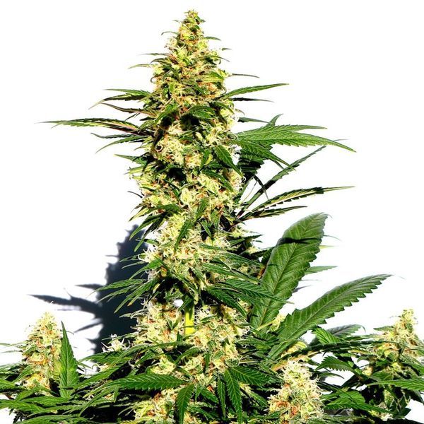 Amnesi-K Lemon (Kannabia) feminizovaná