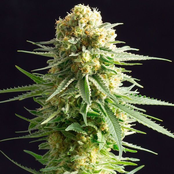 Kritikal-K (Kannabia) feminizovaná