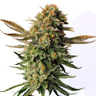 Russian Doll (Kannabia) feminizovan&aacute;