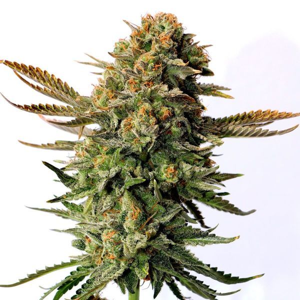 Russian Doll (Kannabia) feminizovaná