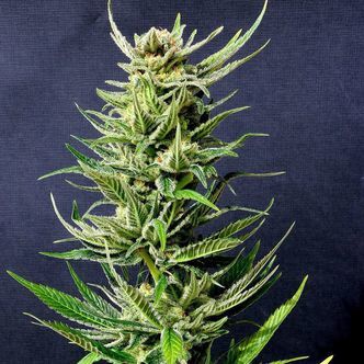 Karibbean Mango (Kannabia) feminizovan&eacute;