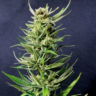 Karibbean Mango (Kannabia) feminizovan&eacute;