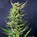 Karibbean Mango (Kannabia) feminizované