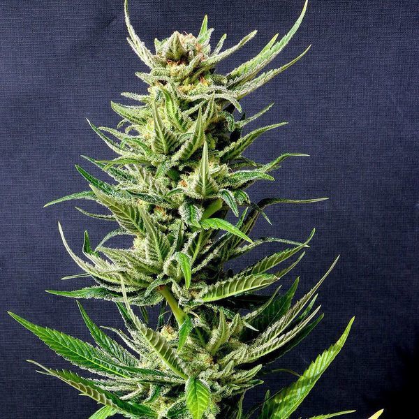 Karibbean Mango (Kannabia) feminizované