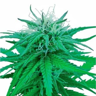 Ruderalis Indica (Sensi Seeds) regul&eacute;rn&iacute;