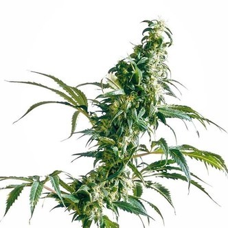 Mexican Sativa (Sensi Seeds) regul&eacute;rn&iacute;/feminizovan&aacute;
