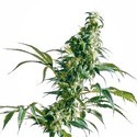 Mexická Sativa (Sensi Seeds)