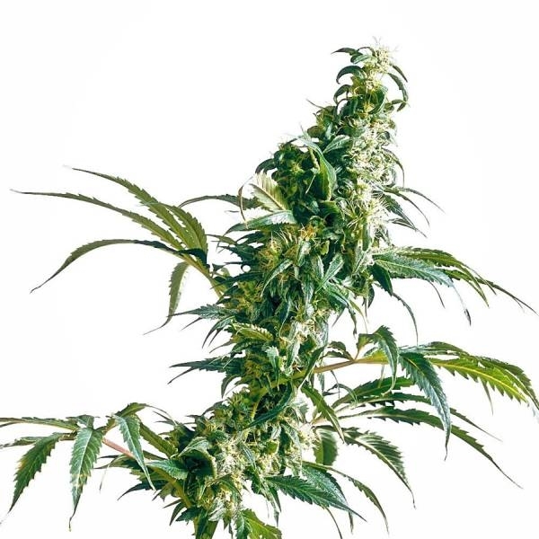 Mexická Sativa (Sensi Seeds)