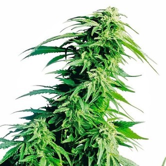 Hindu Kush (Sensi Seeds) regul&eacute;rn&iacute;