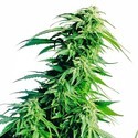 Hindu Kush (Sensi Seeds) regulérní