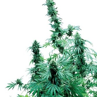 Early Skunk (Sensi Seeds) regul&eacute;rn&iacute;