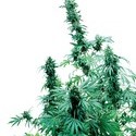 Early Skunk (Sensi Seeds) regulérní