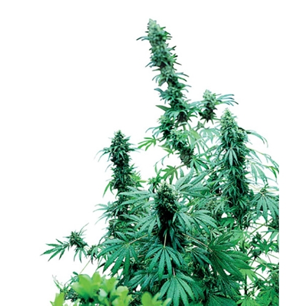 Early Skunk (Sensi Seeds) regulérní
