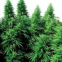 Ruderalis Skunk (Sensi Seeds) regulérní
