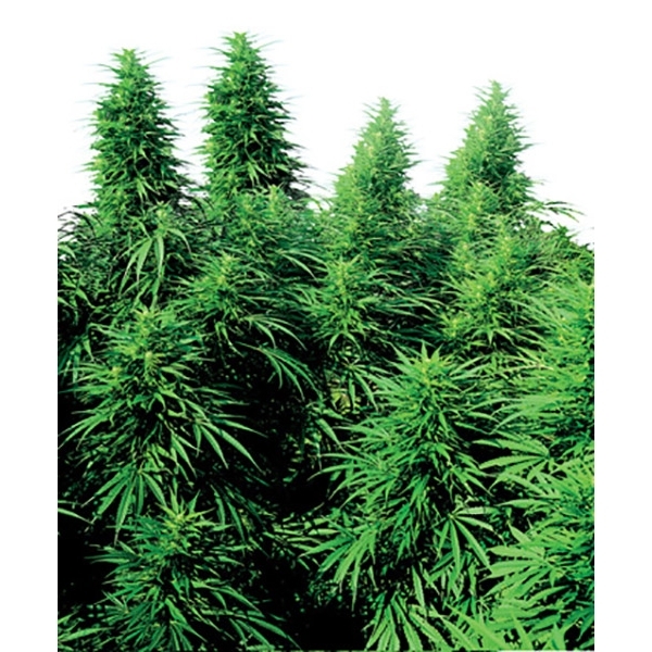 Ruderalis Skunk (Sensi Seeds) regulérní