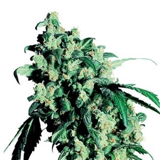 Super Skunk (Sensi Seeds) regul&eacute;rn&iacute;