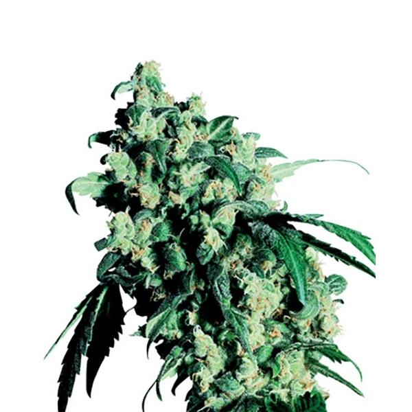 Super Skunk (Sensi Seeds) regulérní