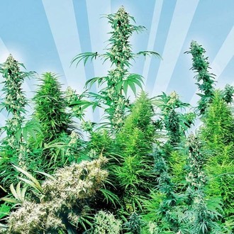 Outdoor Mix (Sensi Seeds) regul&eacute;rn&iacute;