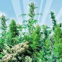 Outdoor Mix (Sensi Seeds) regulérní