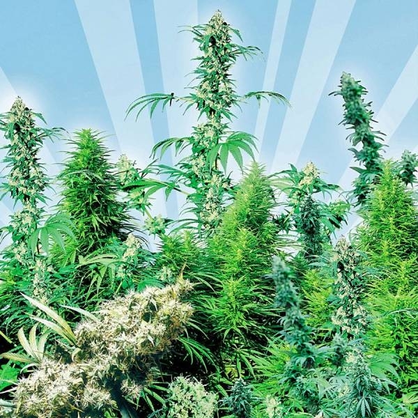 Outdoor Mix (Sensi Seeds) regulérní