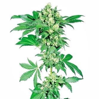 Afghani 1 (Sensi Seeds)